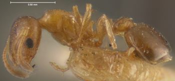 Media type: image; Entomology 20793   Aspect: habitus lateral view